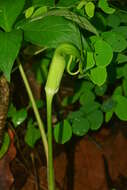 Image of arisaema