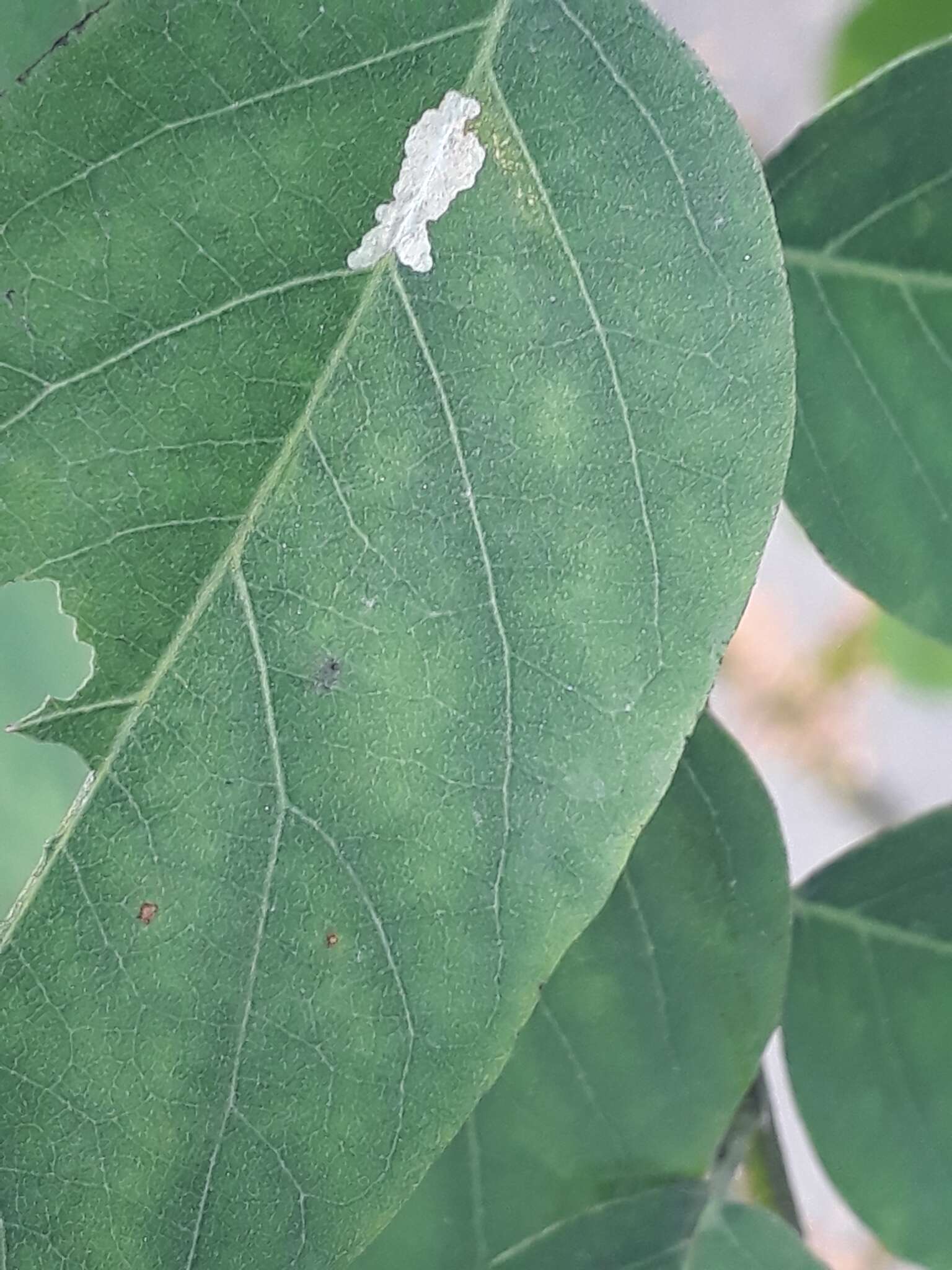 Image of Locust Digitate Leafminer