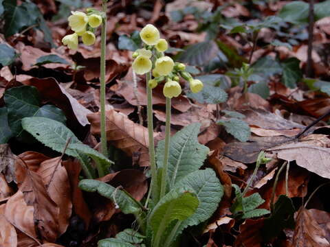 Image of oxlip