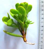 Crassula cultrata L. resmi