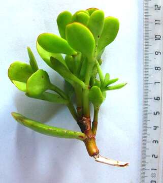 Image of Crassula cultrata L.