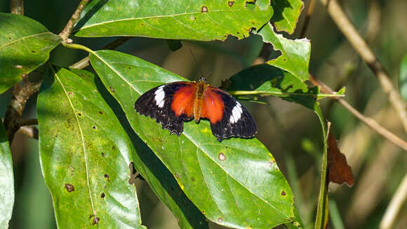 Cethosia cydippe Linnaeus 1763 resmi