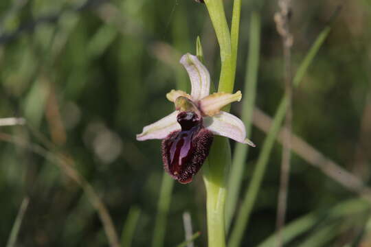 Ophrys sphegodes subsp. sipontensis (Kreutz) H. A. Pedersen & Faurh.的圖片