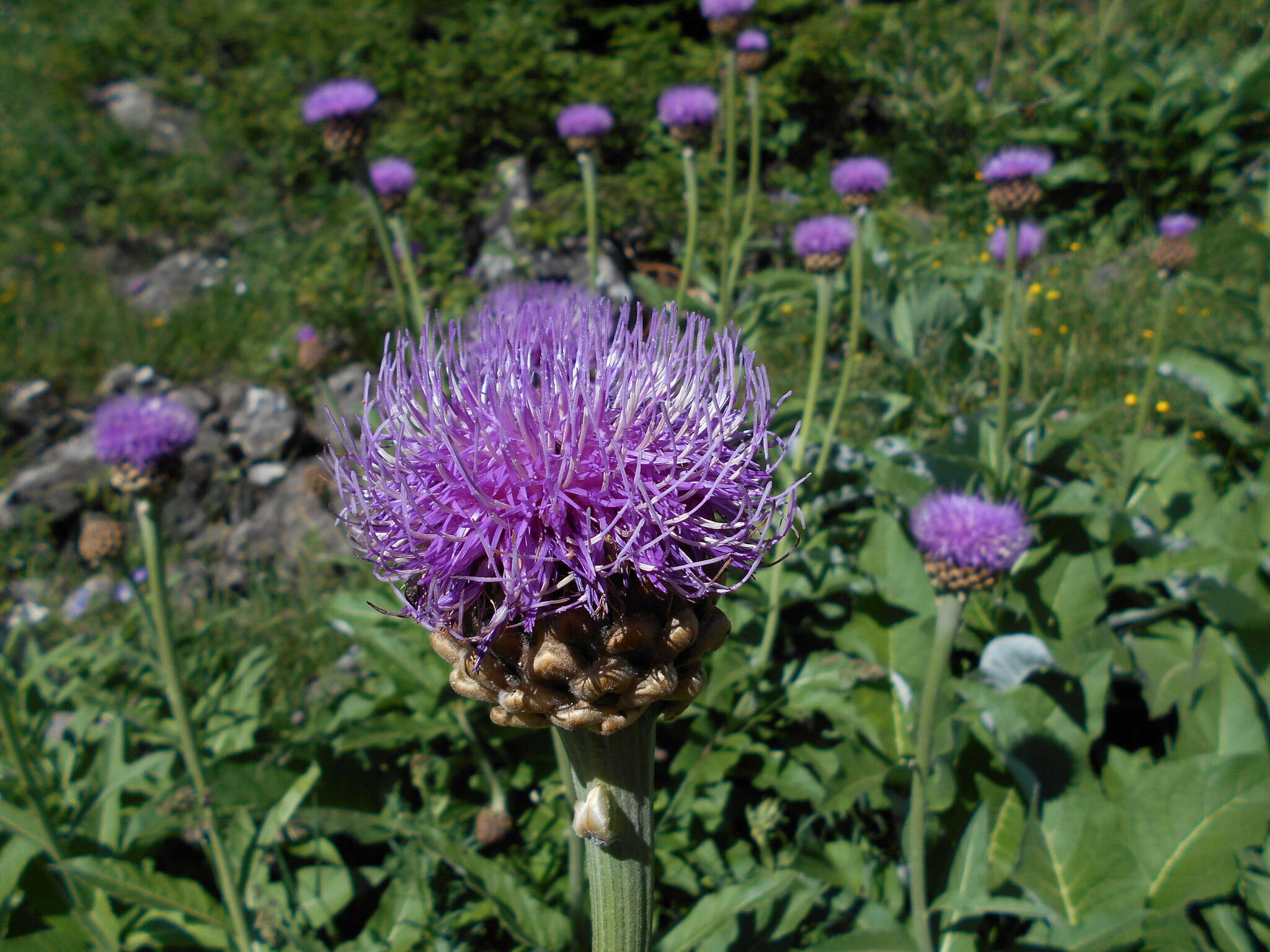 Image of Rhaponticum scariosum subsp. rhaponticum (L.) Greuter