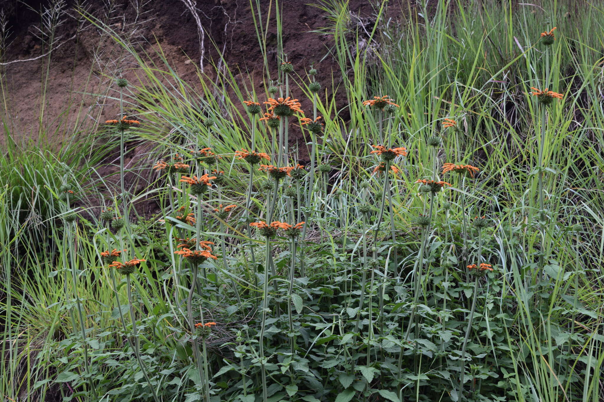 Image of Leonotis ocymifolia var. raineriana (Vis.) Iwarsson