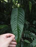 Image of Anthurium testaceum Croat & R. A. Baker