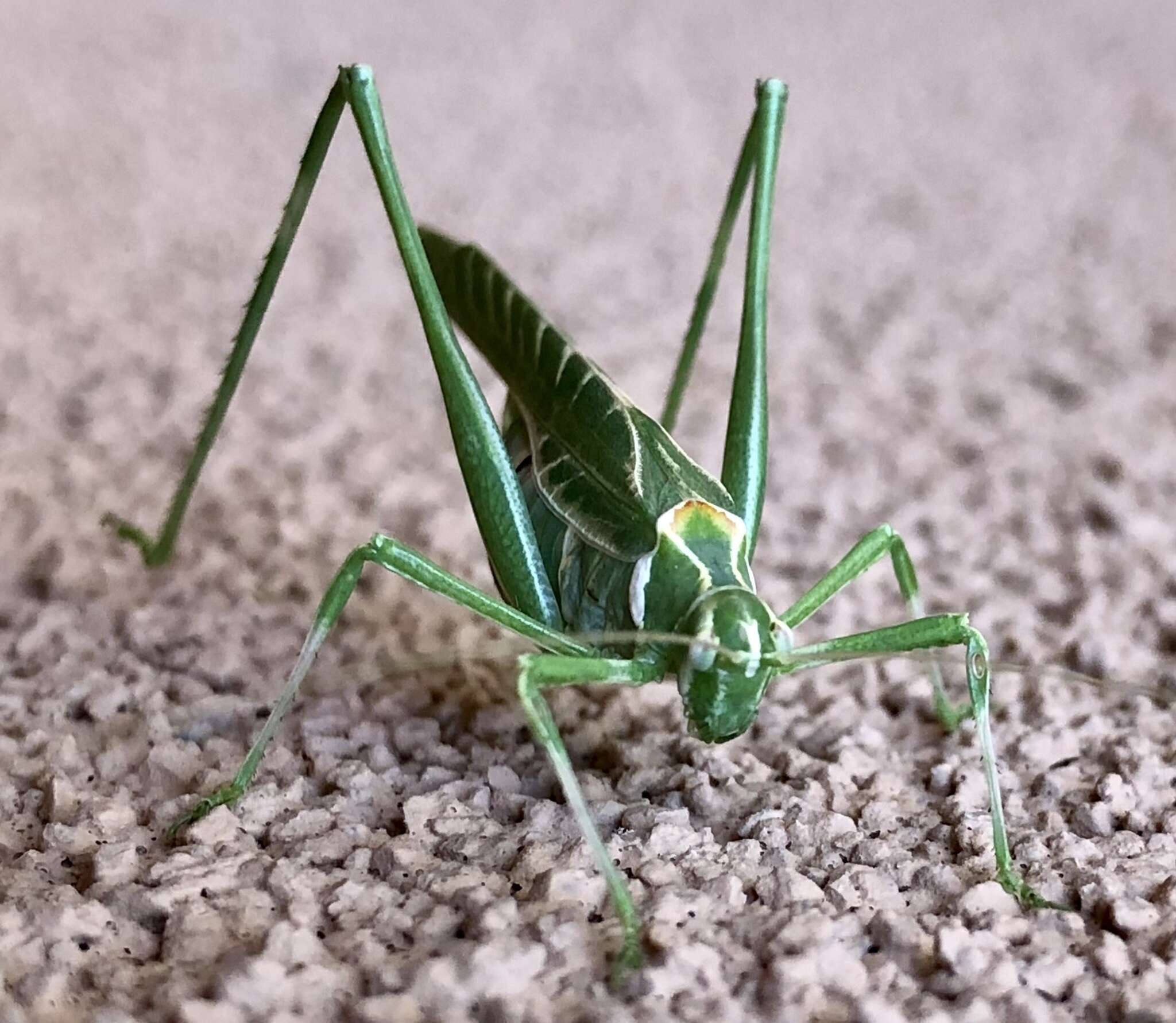 Image of Elegant Bush Katydid