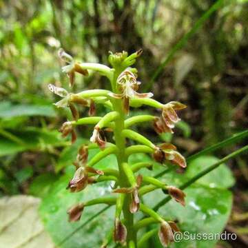 Image of Cranichis ciliata Kunth