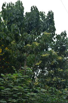 Image of Heliocarpus pallidus Rose