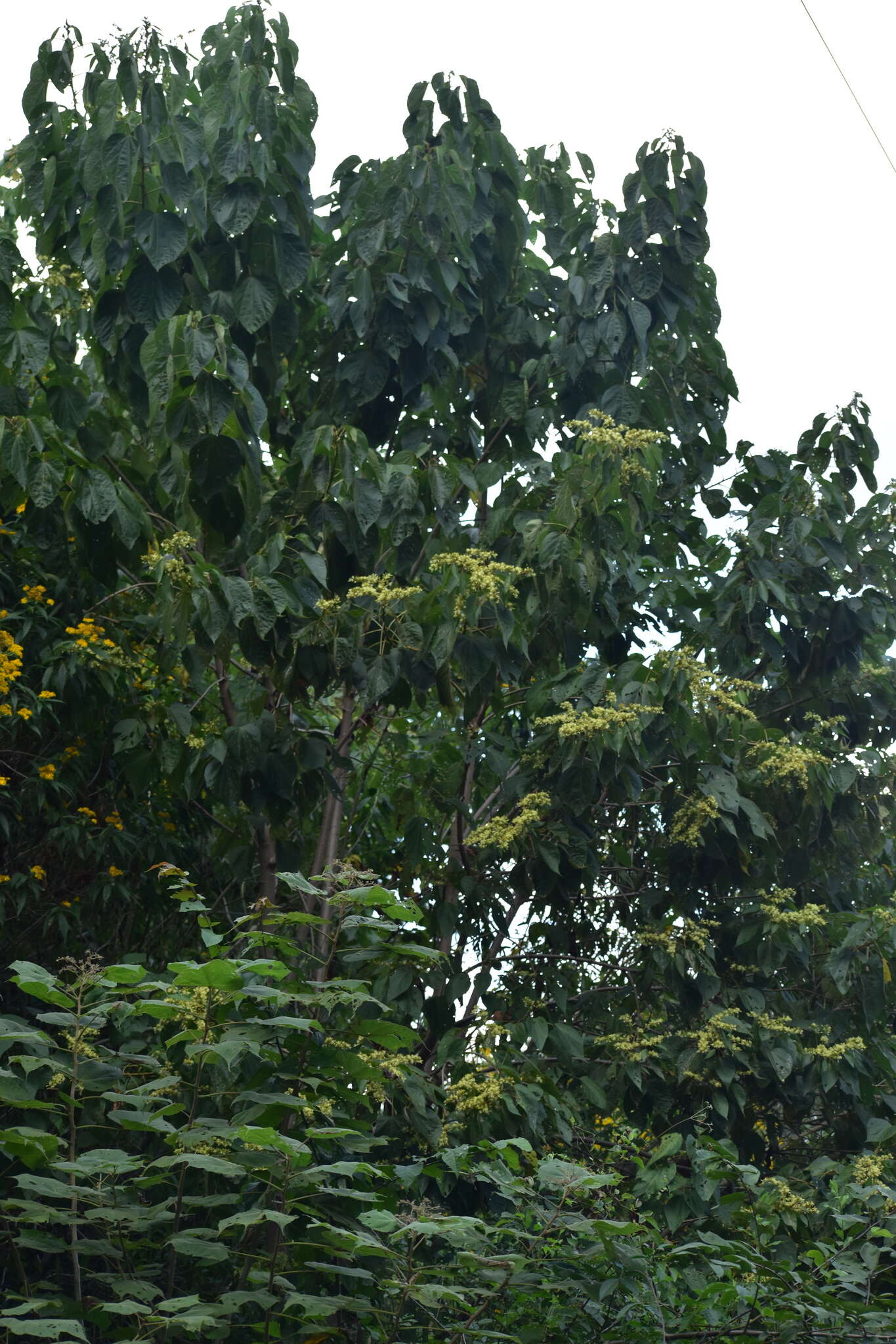Image of Heliocarpus pallidus Rose