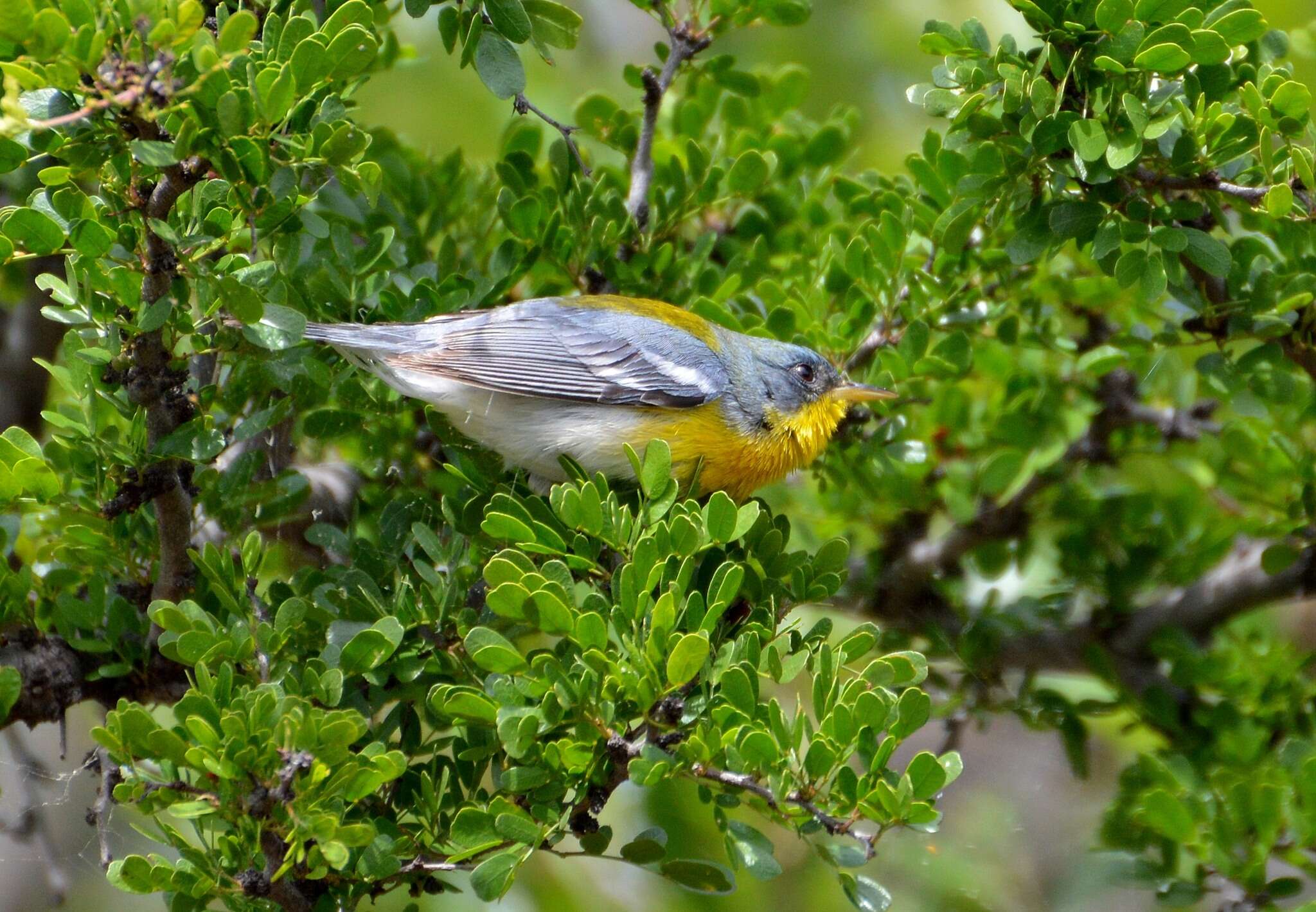 Image of Tropical Parula