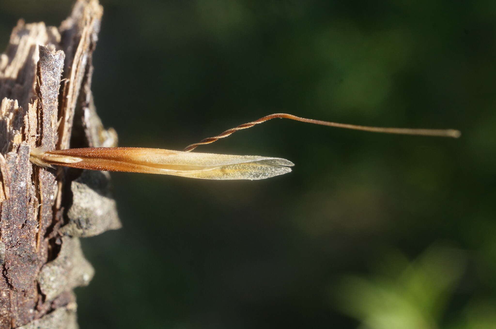 صورة Helictochloa compressa (Heuff.) Romero Zarco