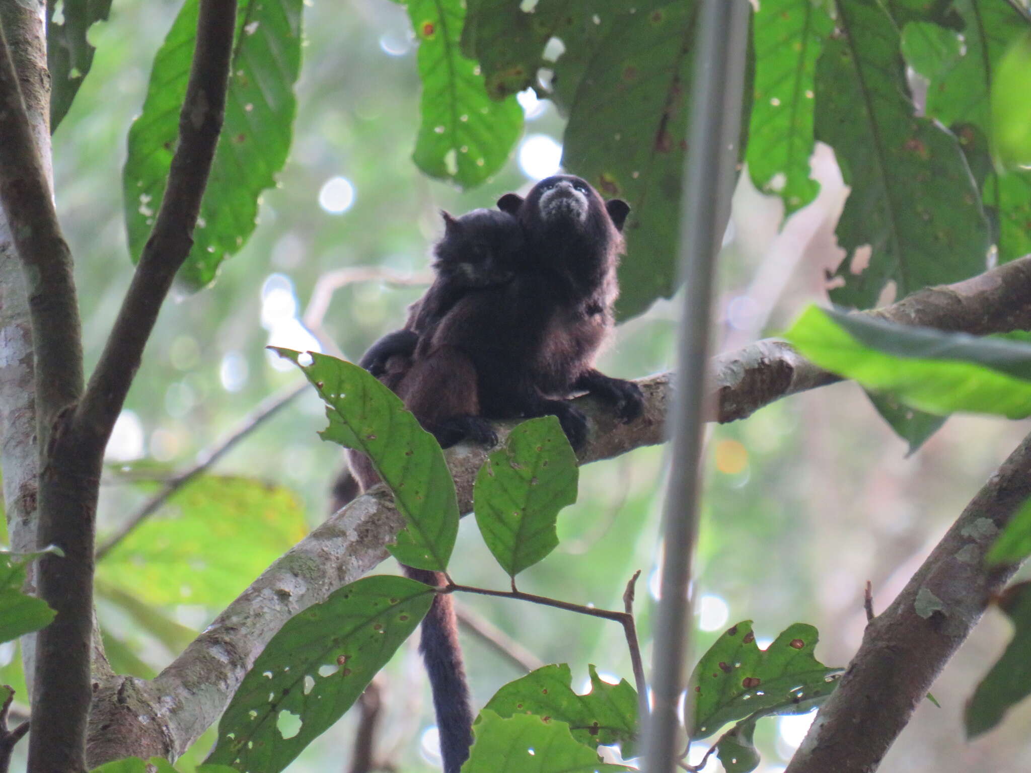 Image of brown-mantled tamarin