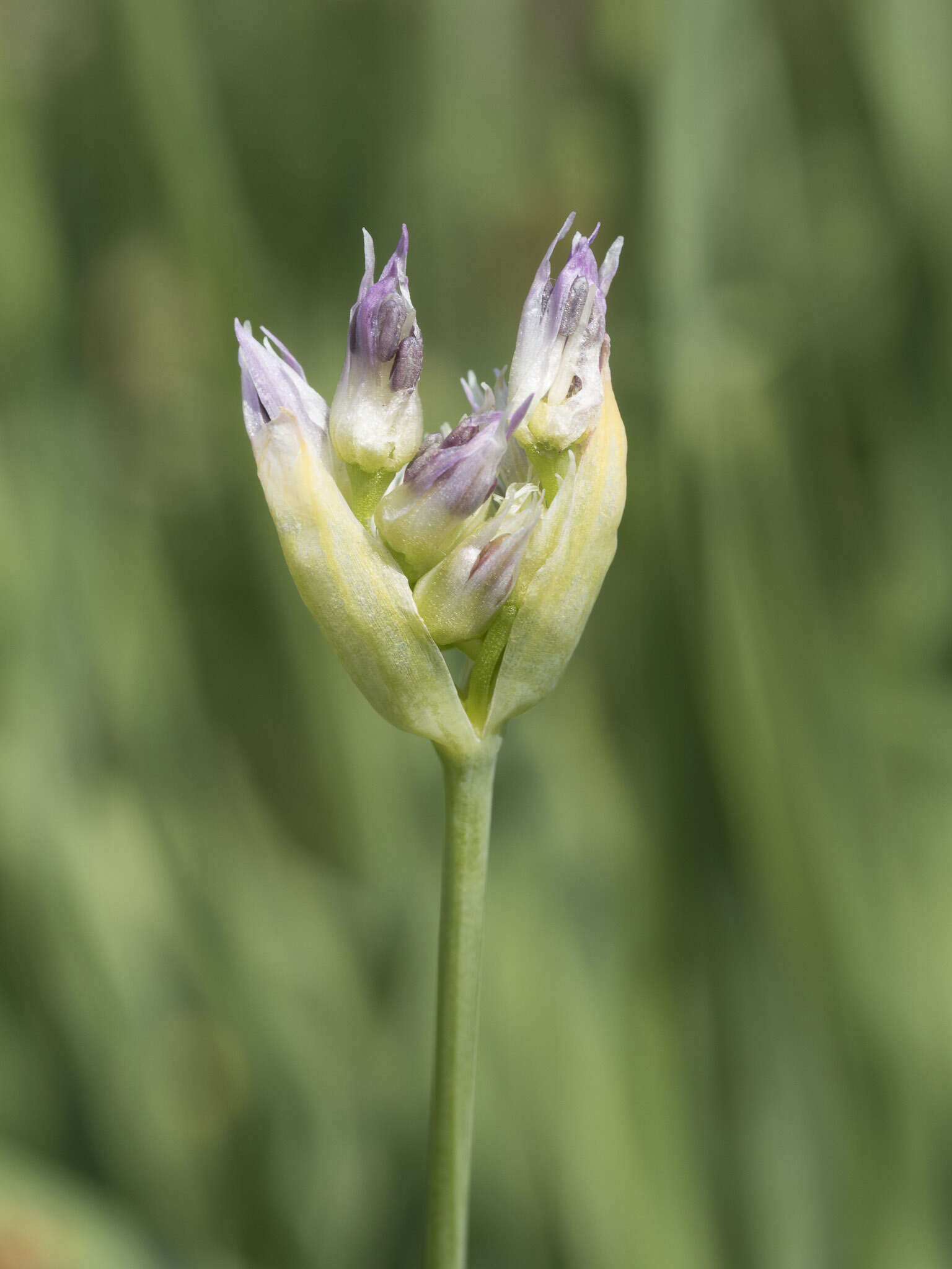 Image of Pacific onion