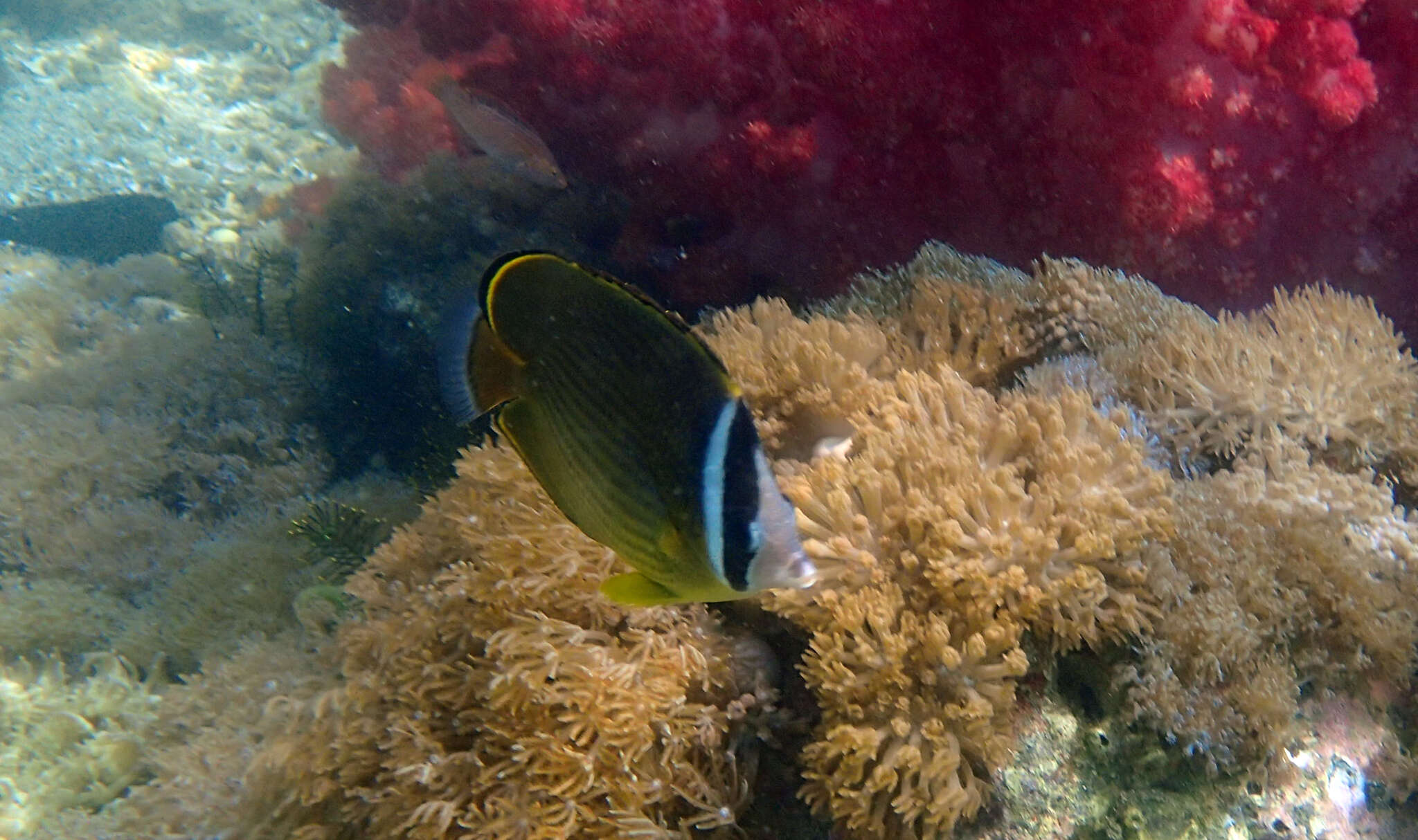 Image of Golden Butterflyfish