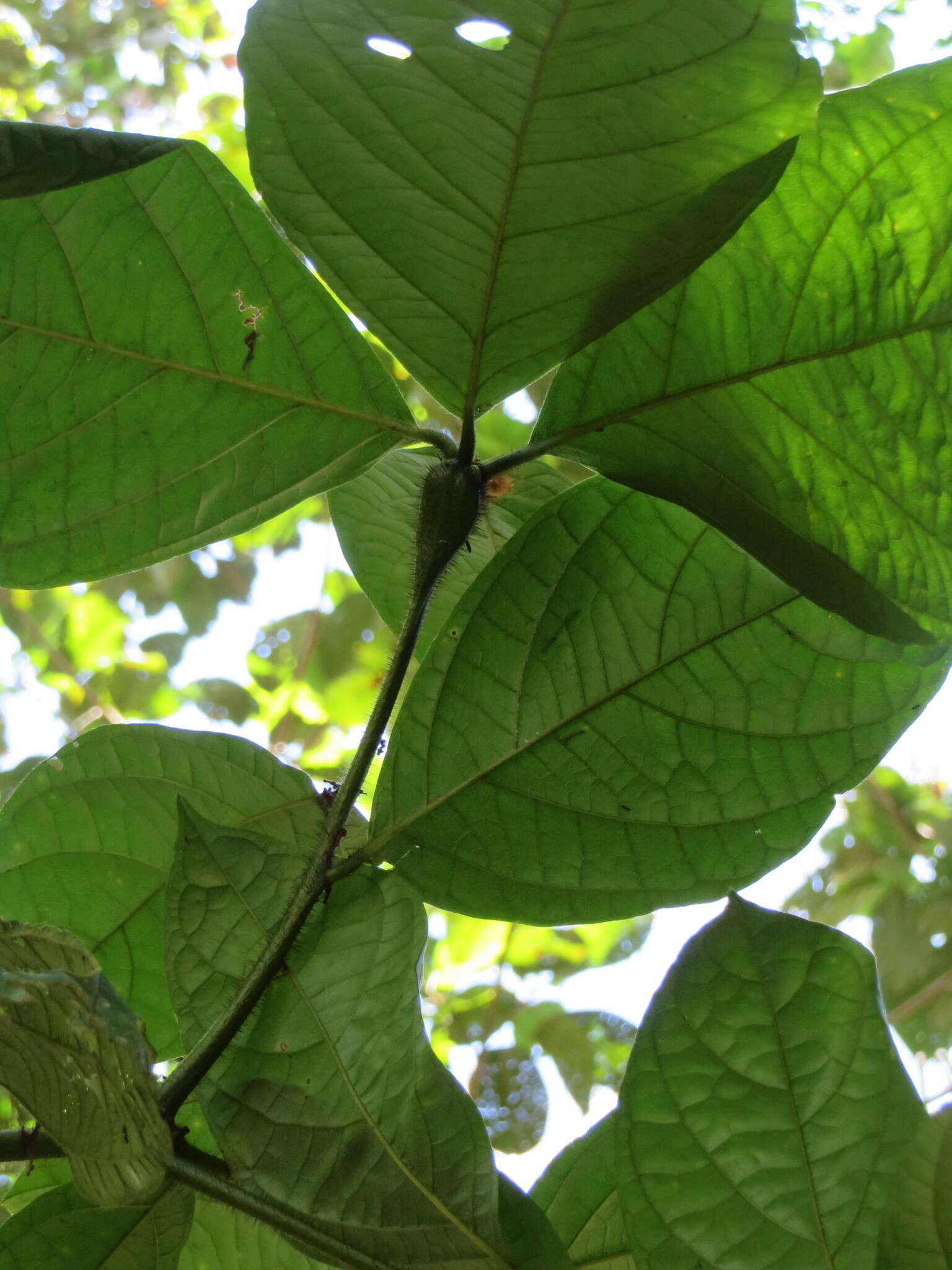 Image of Cordia nodosa Lam.