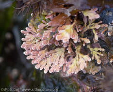 Bossiella frondescens resmi