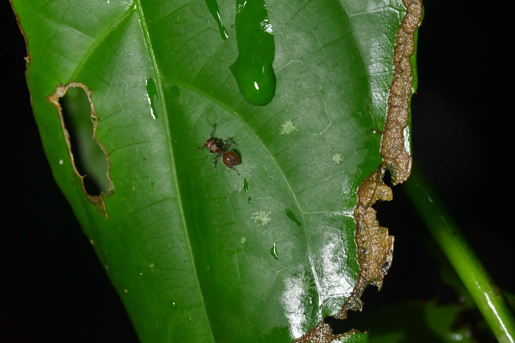 Image of Meranoplus castaneus Smith 1857