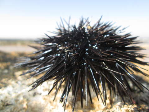 Image of Black Sea urchin