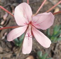 Image of Pelargonium carneum Jacq.