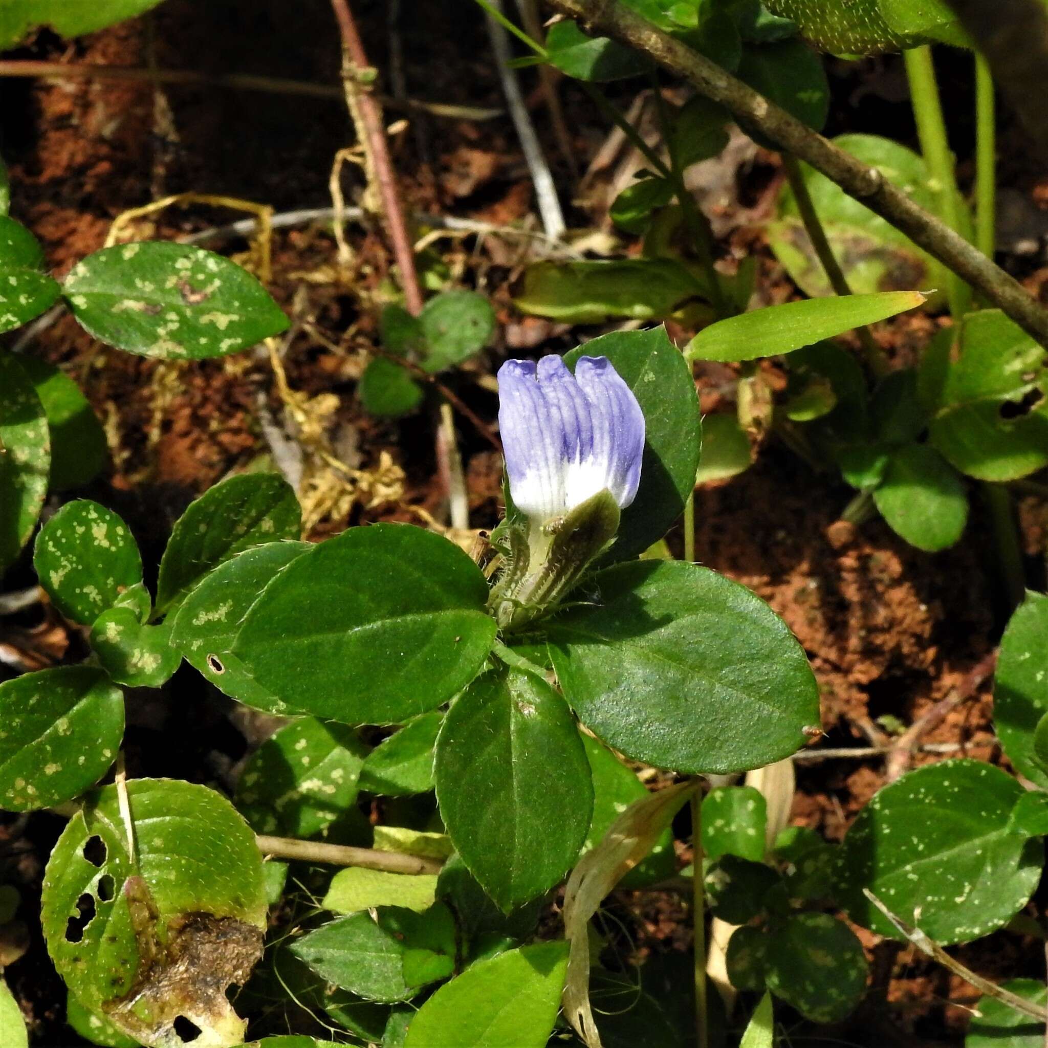 Cynarospermum asperrimum (Nees) K. Vollesen resmi