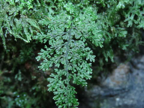 Imagem de Hymenophyllum polyanthos (Sw.) Sw.