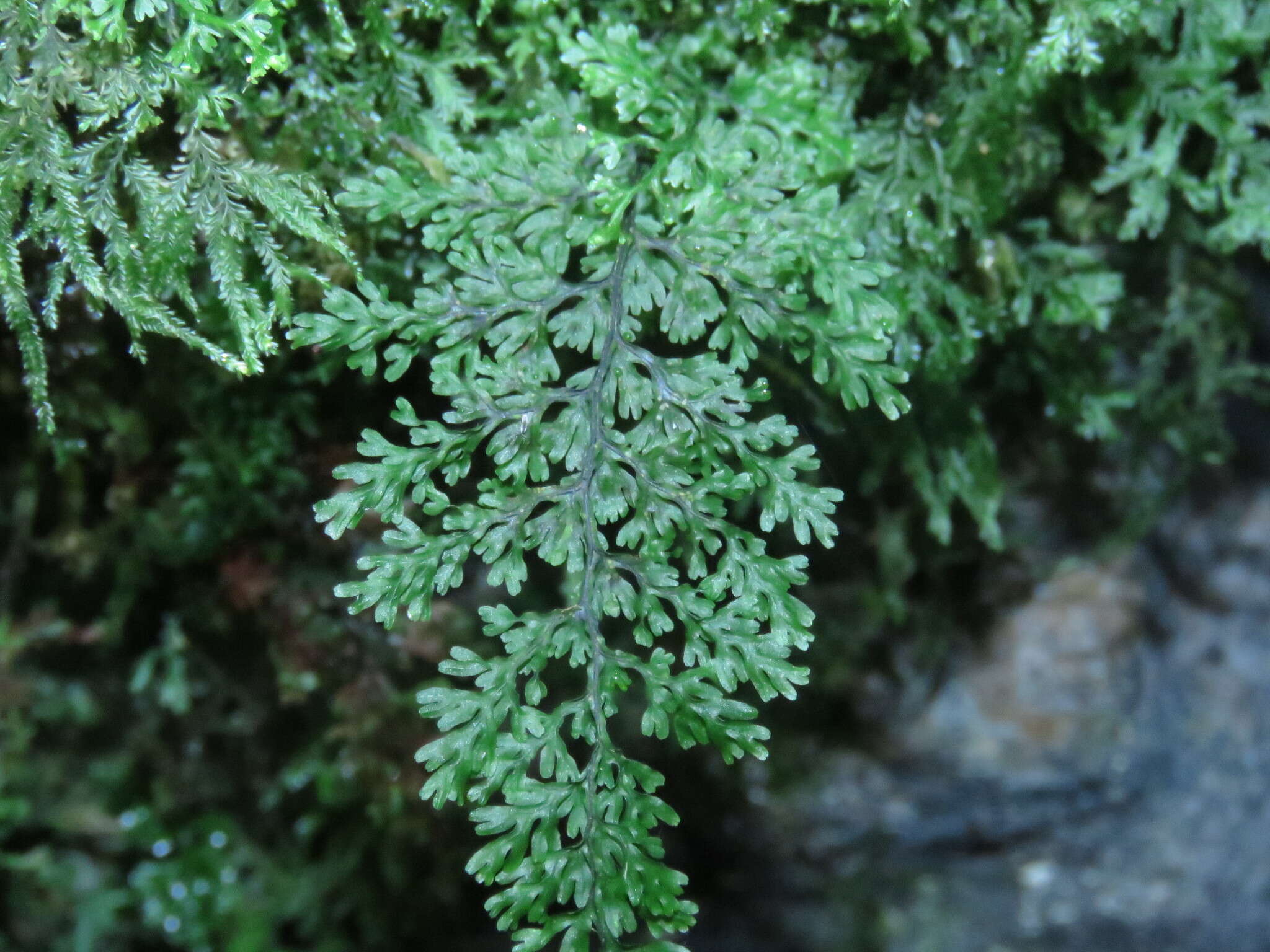 Image of smooth filmy fern