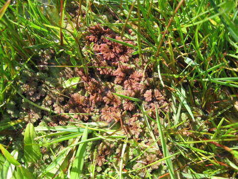 Image of Azolla rubra R. Br.