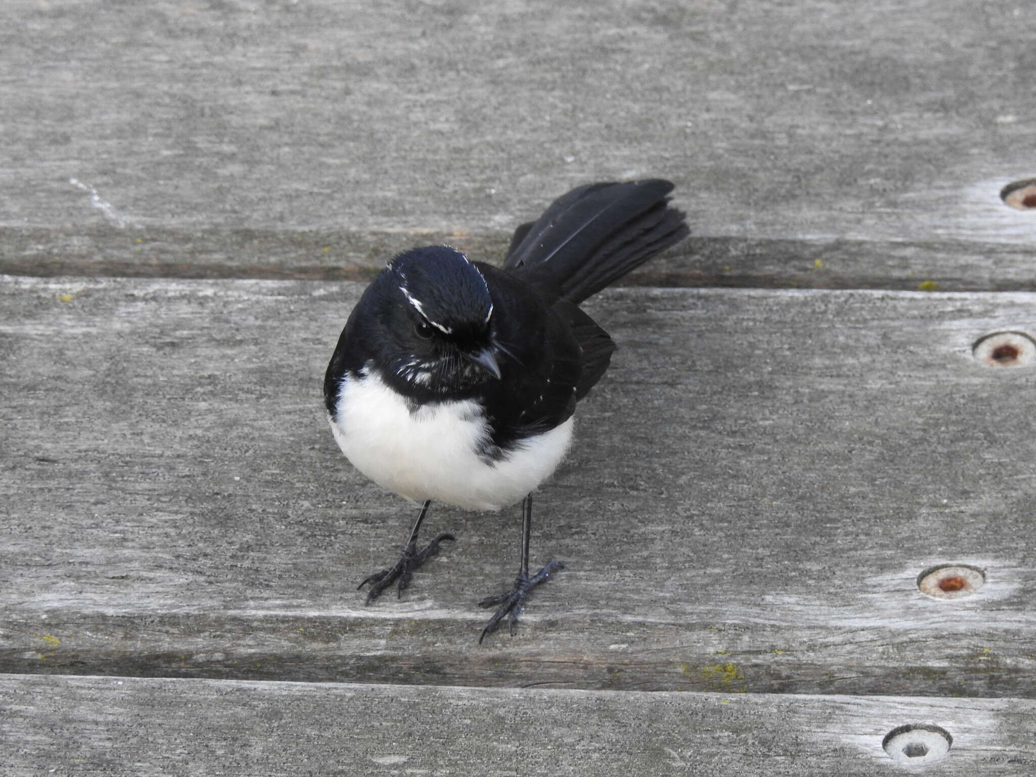 Image of Willie Wagtail