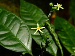 Image of Matelea graciliflora Krings & Morillo