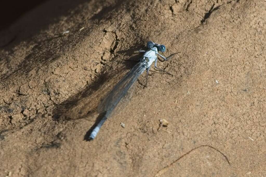 Image of Common Riverjack