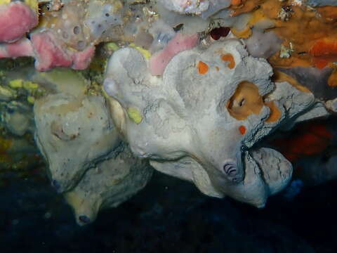 Image of grey leather sponge