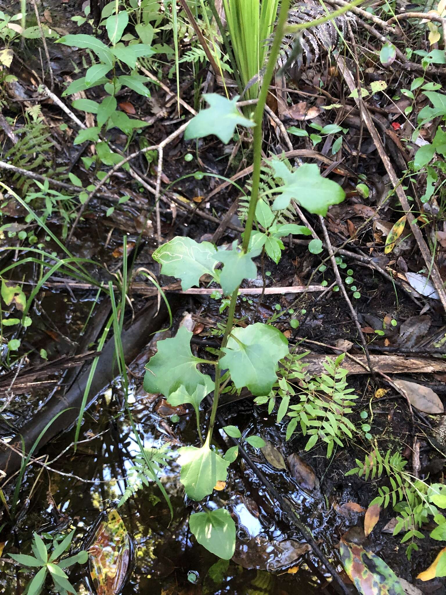 Image of variableleaf Indian plantain