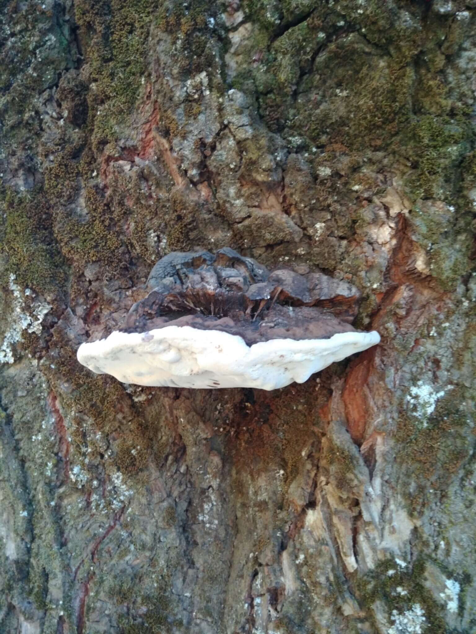 Image of Ganoderma australe (Fr.) Pat.