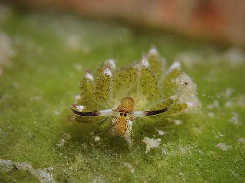 Image of Costasiella kuroshimae Ichikawa 1993