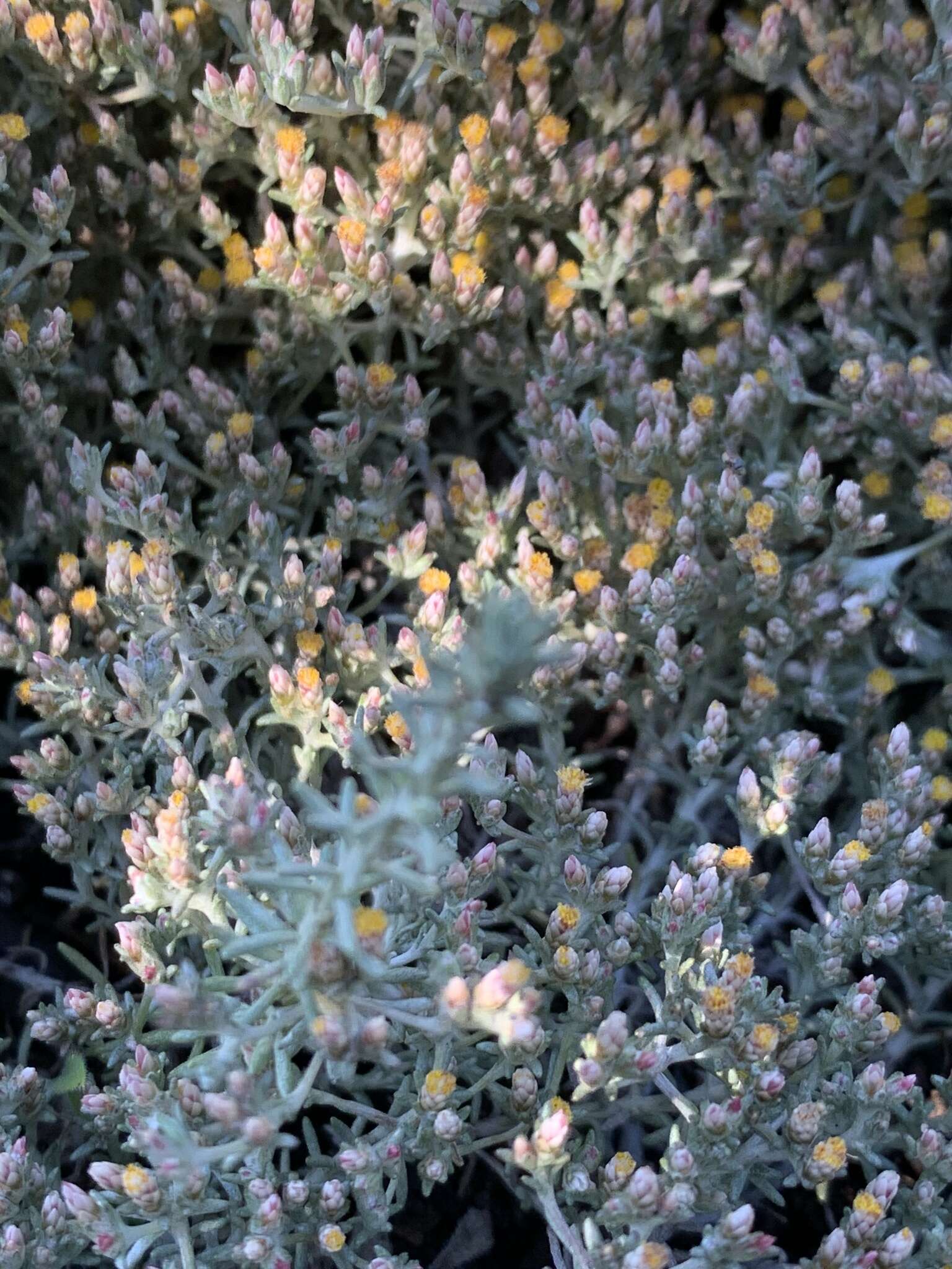 Image of Helichrysum asperum var. albidulum (DC.) Hilliard