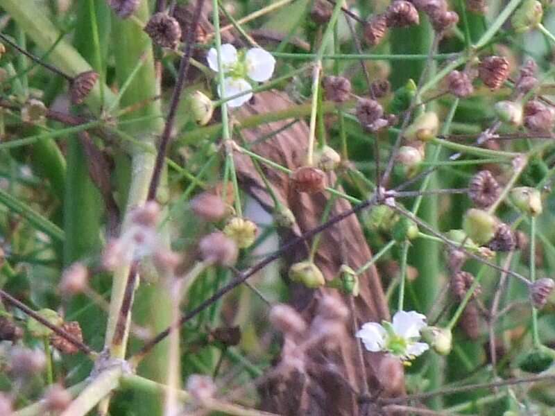 Image of Common Water-plantain