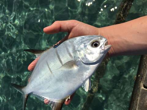 Image of Banner Pompano