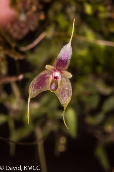 Image of Bulbophyllum hapalanthos Garay