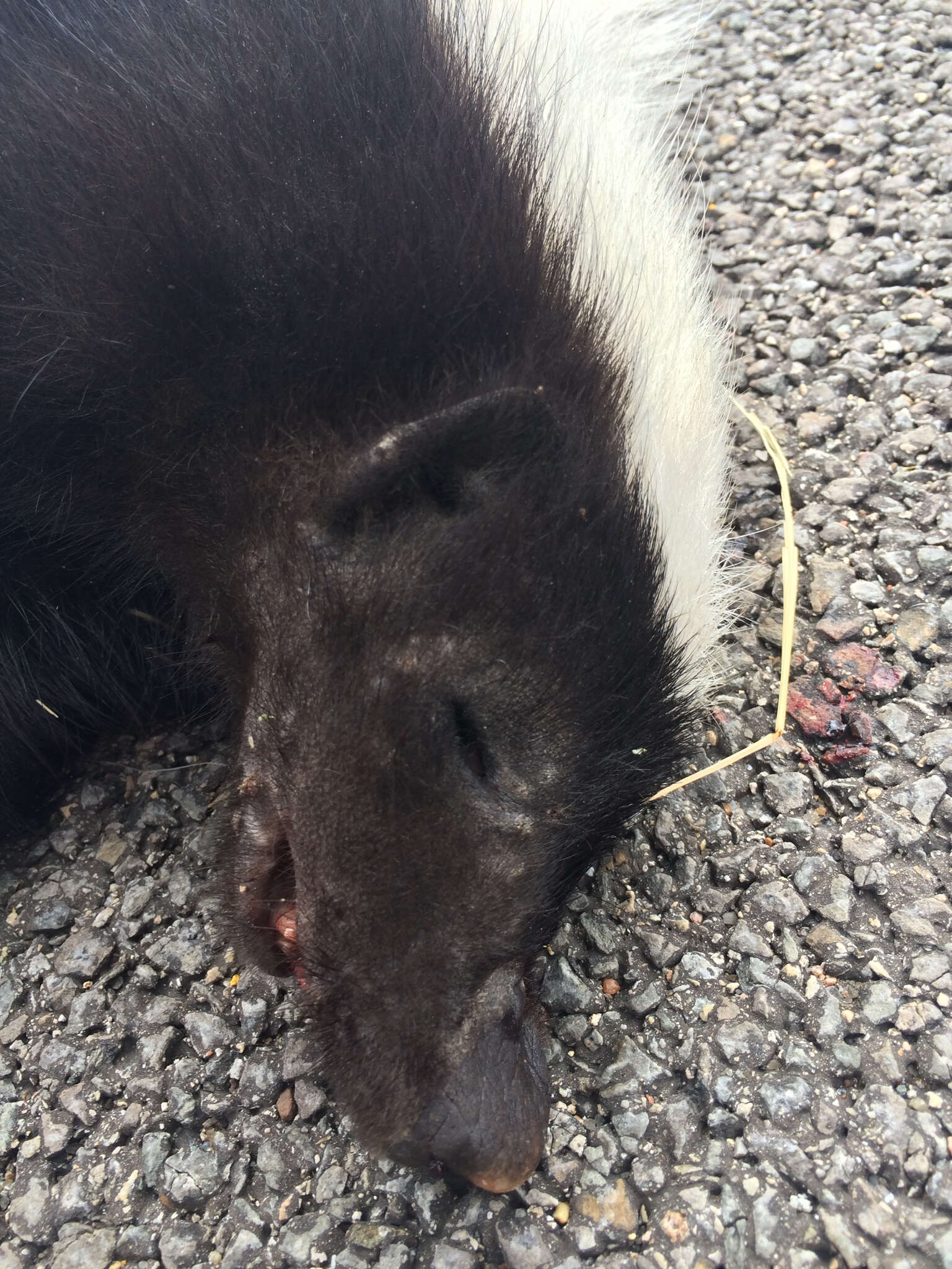 Image of American Hog-nosed Skunk