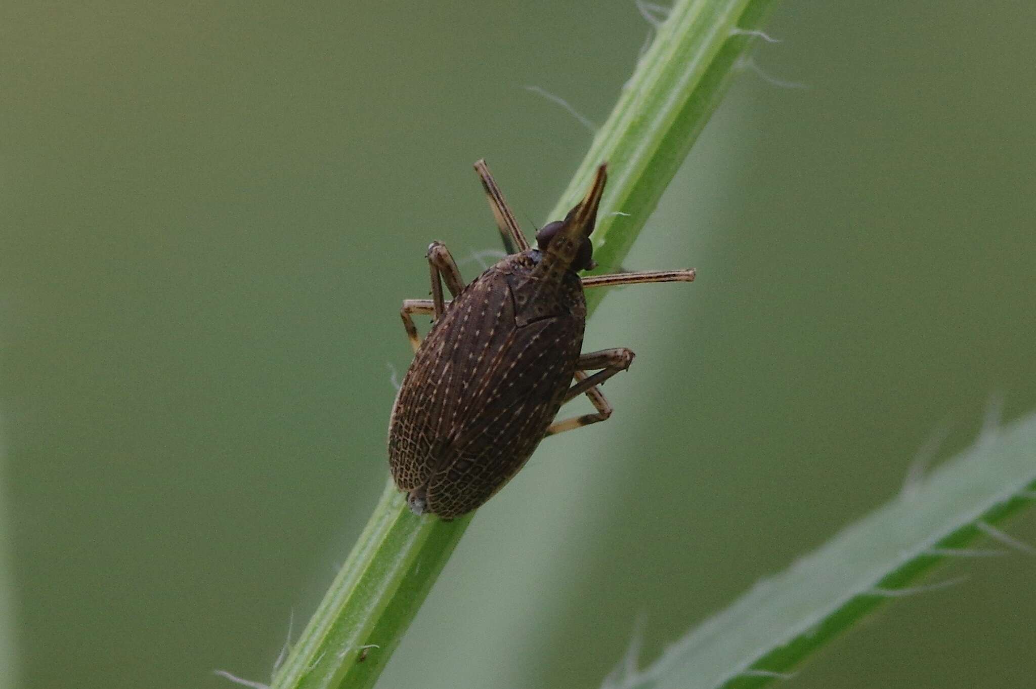 Image of Scolops sulcipes (Say 1825)