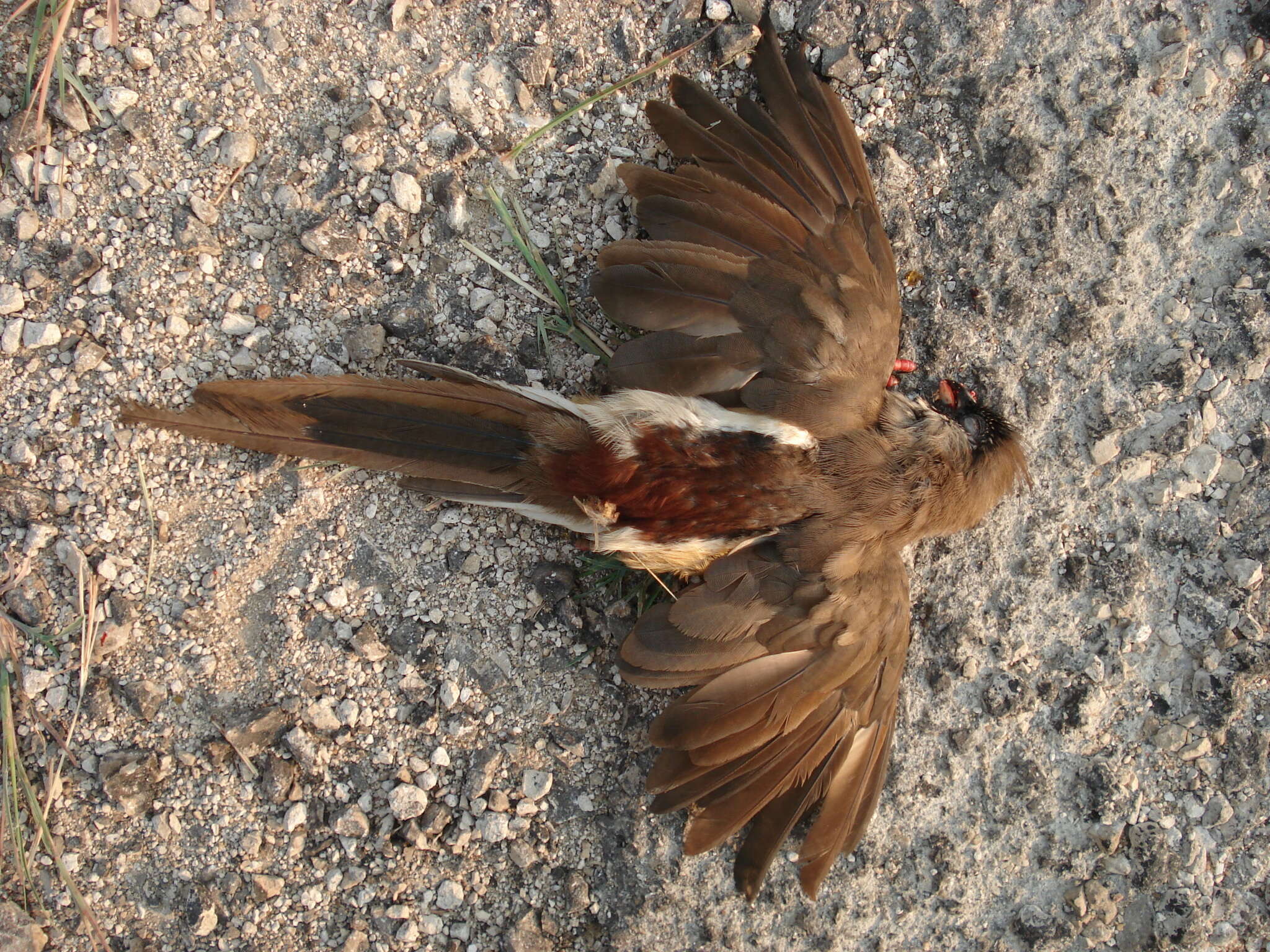 Colius castanotus Verreaux, J, Verreaux & E 1855 resmi