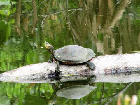 Image of Trachemys callirostris callirostris (Gray 1855)