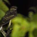 Image of Andaman Nightjar