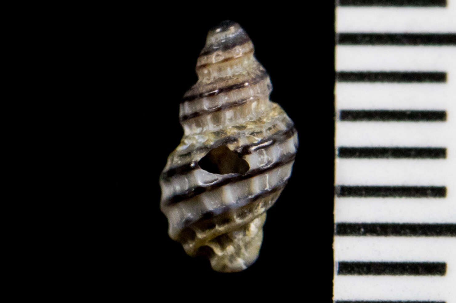 Image of Paciocinebrina atropurpurea (Carpenter 1865)