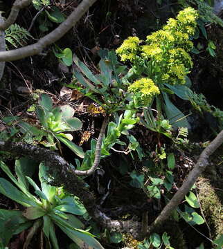 Image of Aeonium cuneatum Webb & Berth.