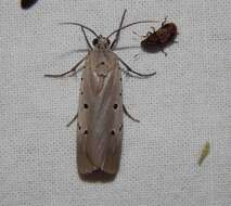 Image of Ethmia circumdatella Walker 1863