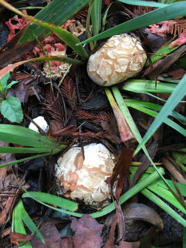 Image of Clathrus ruber P. Micheli ex Pers. 1801