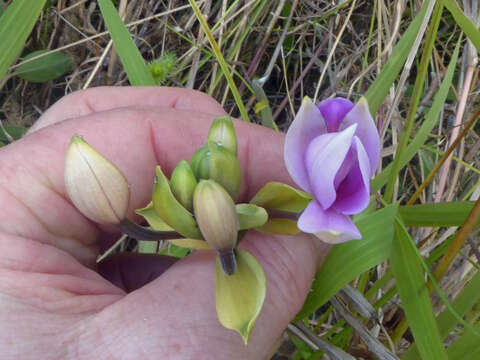 Imagem de Spathoglottis plicata Blume