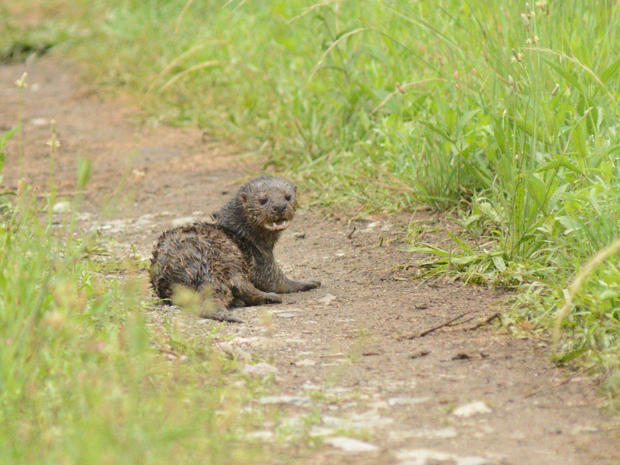 Image of Spotted-necked otter